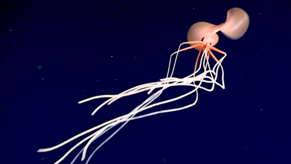 Alien Bigfin Squid NOAA