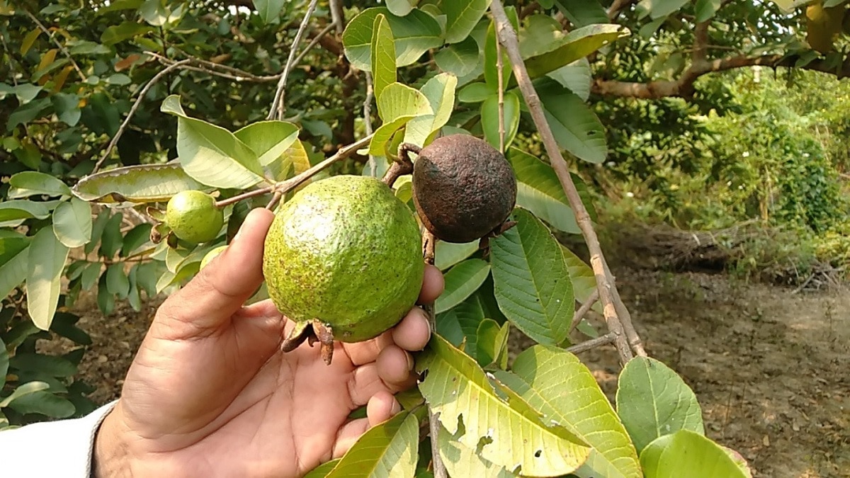 Prayagraj Guava