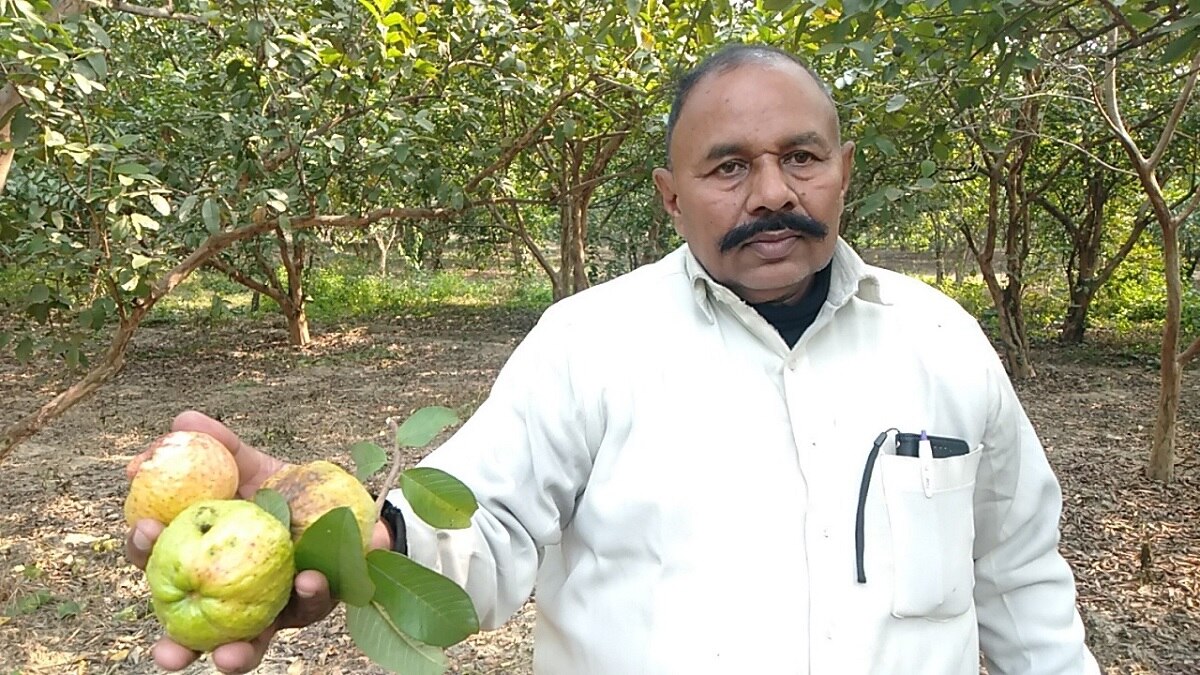 25 बीघे में दिखाई देते थे अमरूद के बाग