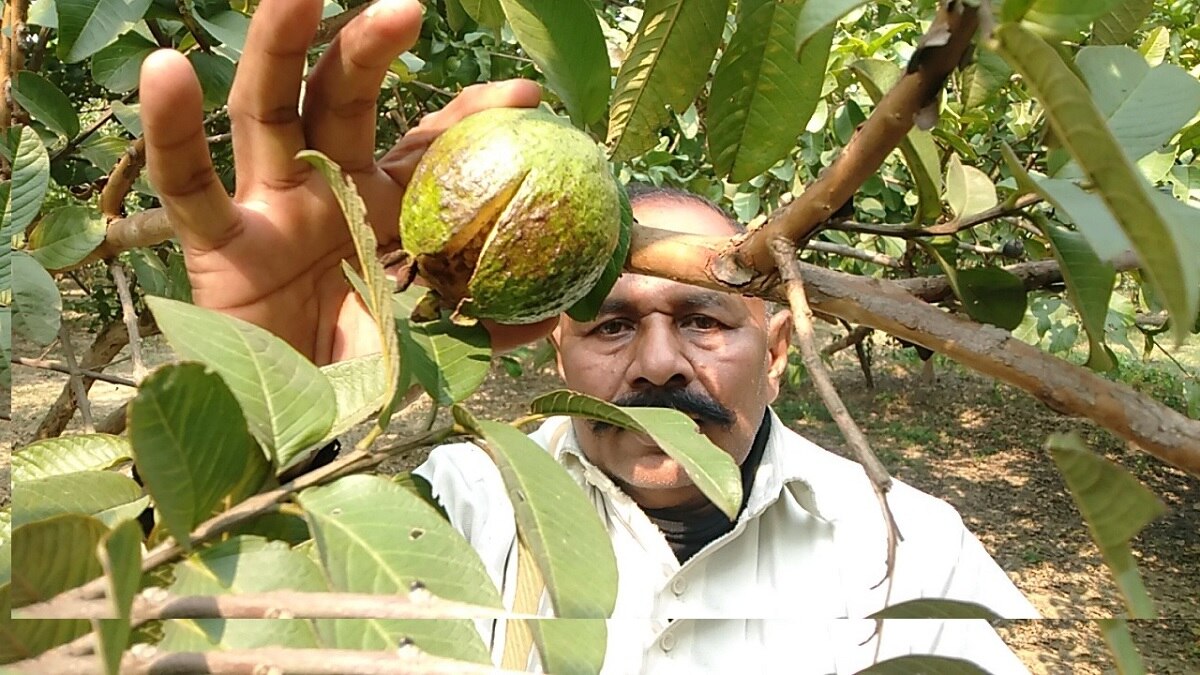 90-95 फीसदी फसल हुई बर्बाद