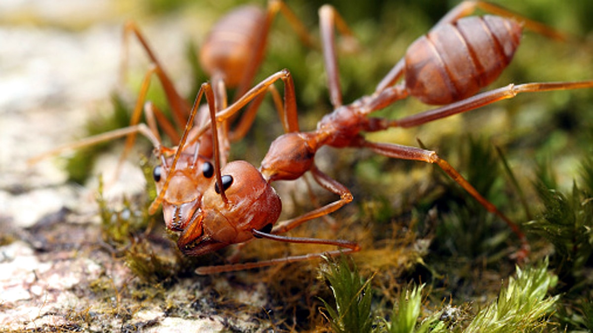 Ants teeth Diamond Sharp