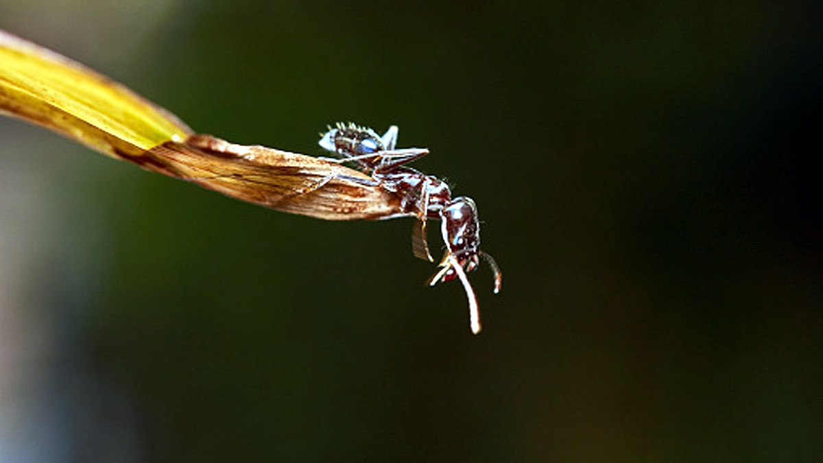 Ants teeth Diamond Sharp