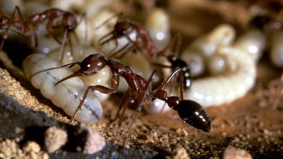 Ants teeth Diamond Sharp