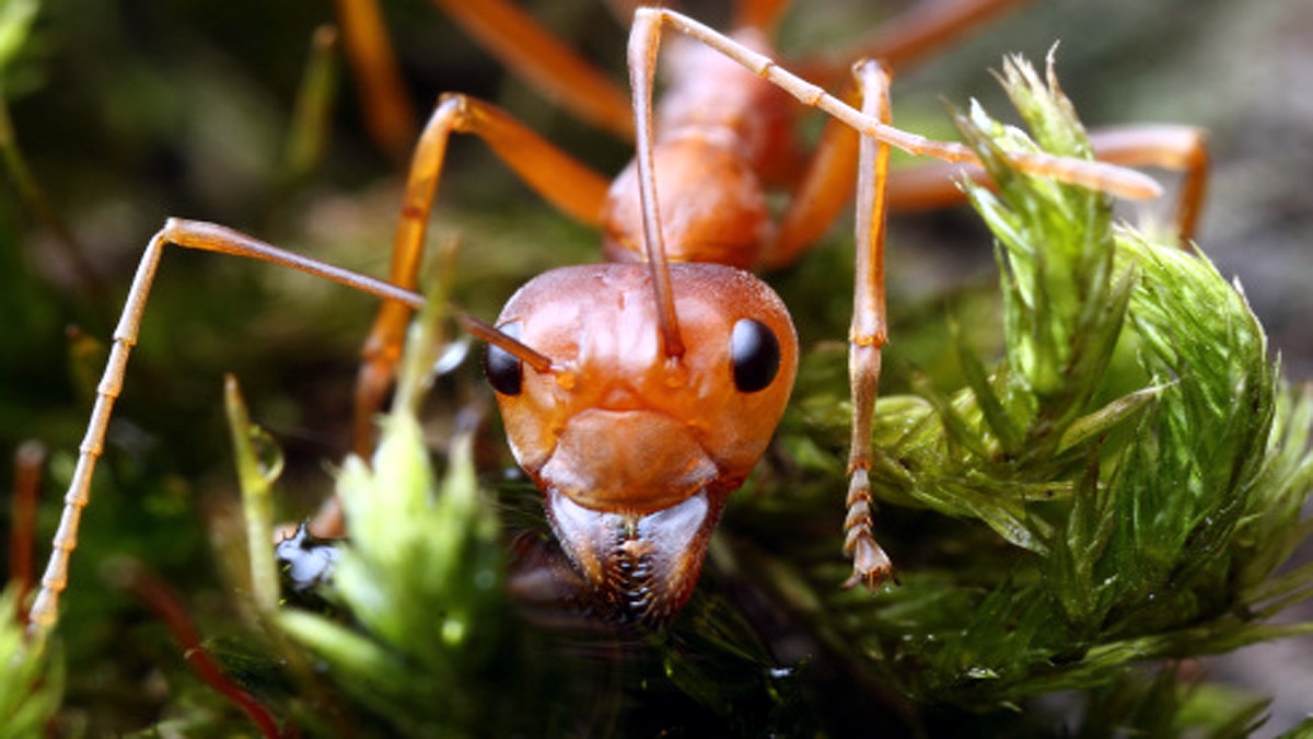 Ants teeth Diamond Sharp