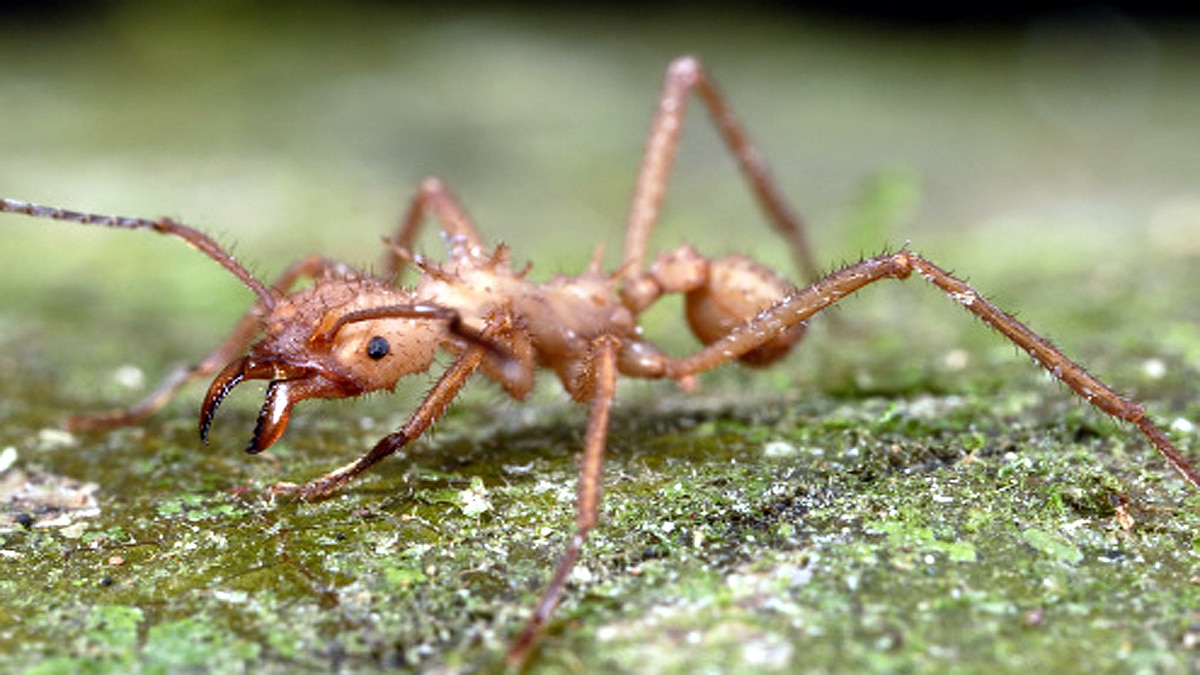 Ants teeth Diamond Sharp