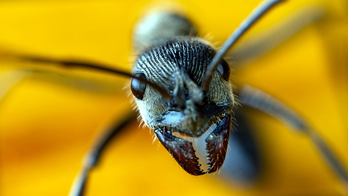 Ants teeth Diamond Sharp