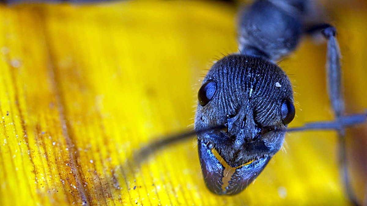 Ants teeth Diamond Sharp