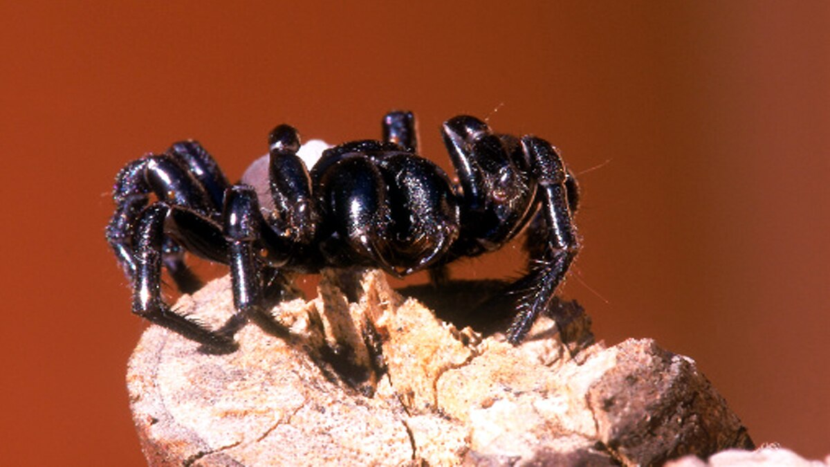 Deadly Massive Megaspider 