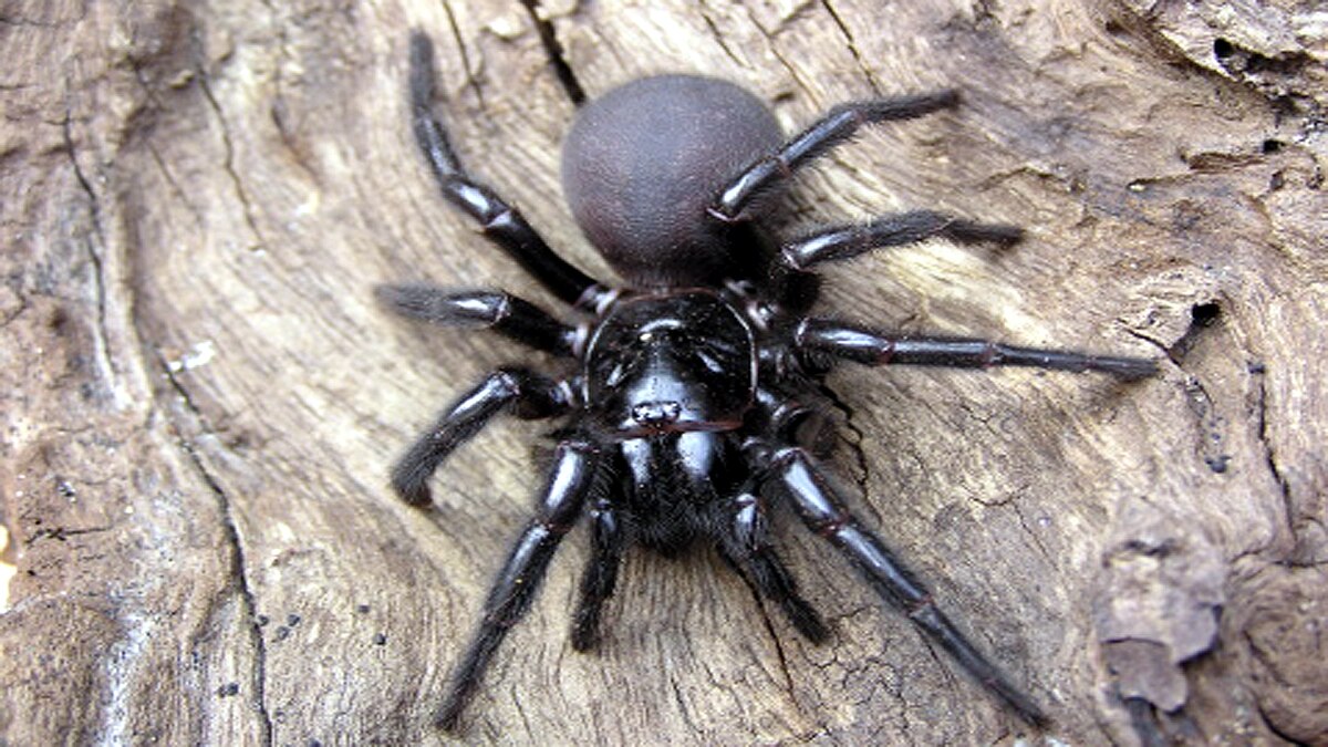 Deadly Massive Megaspider 