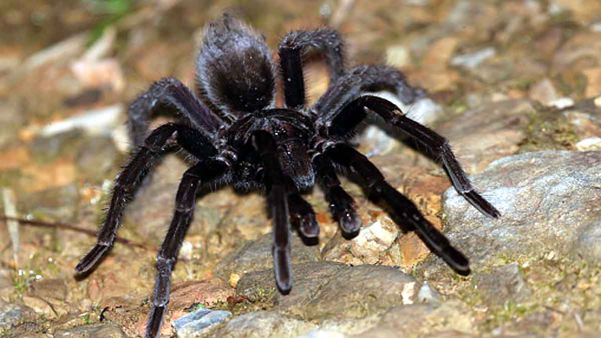 Deadly Massive Megaspider 