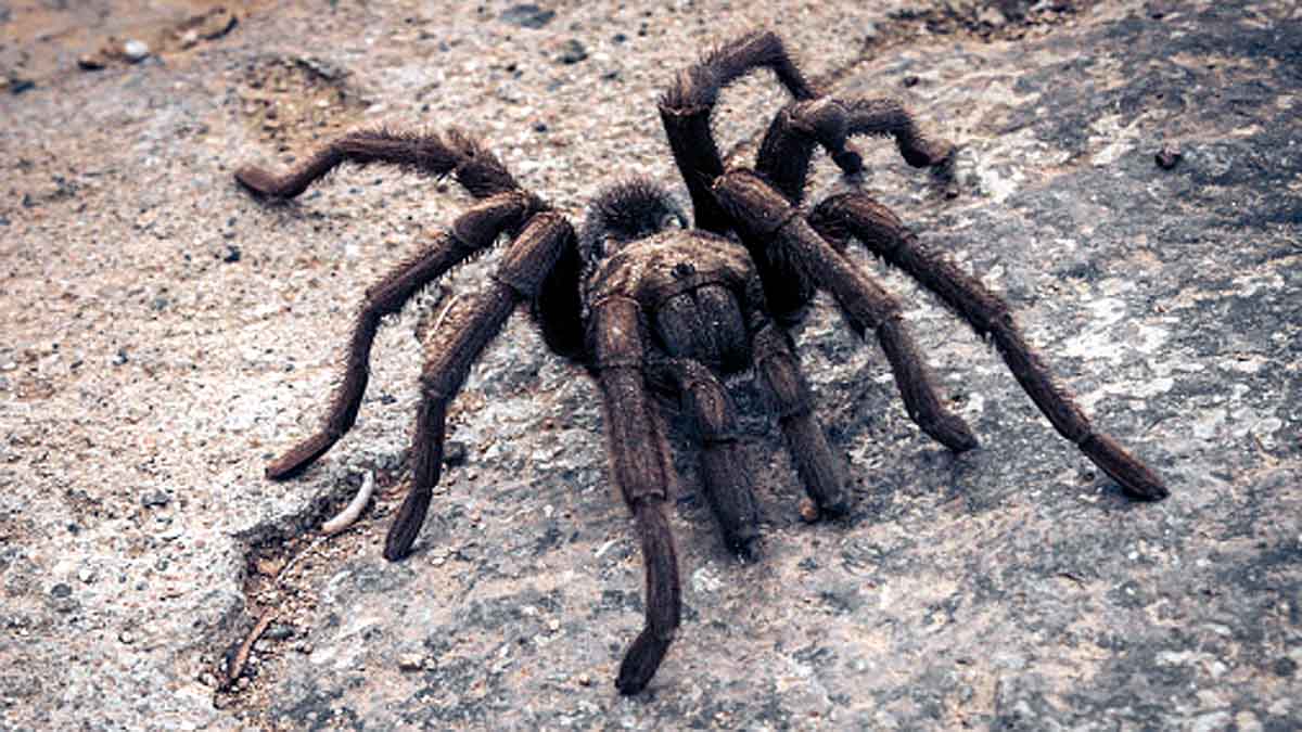 Funnel Web Spider