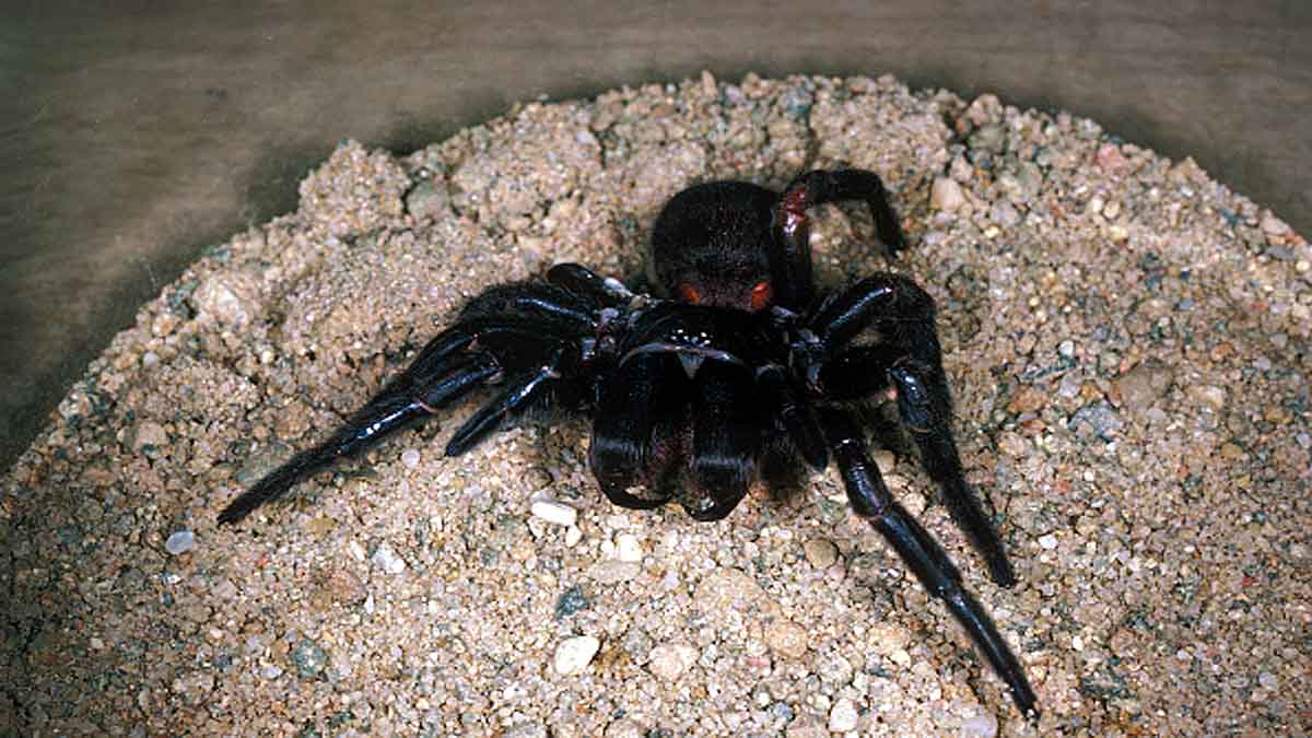 Funnel Web Spider