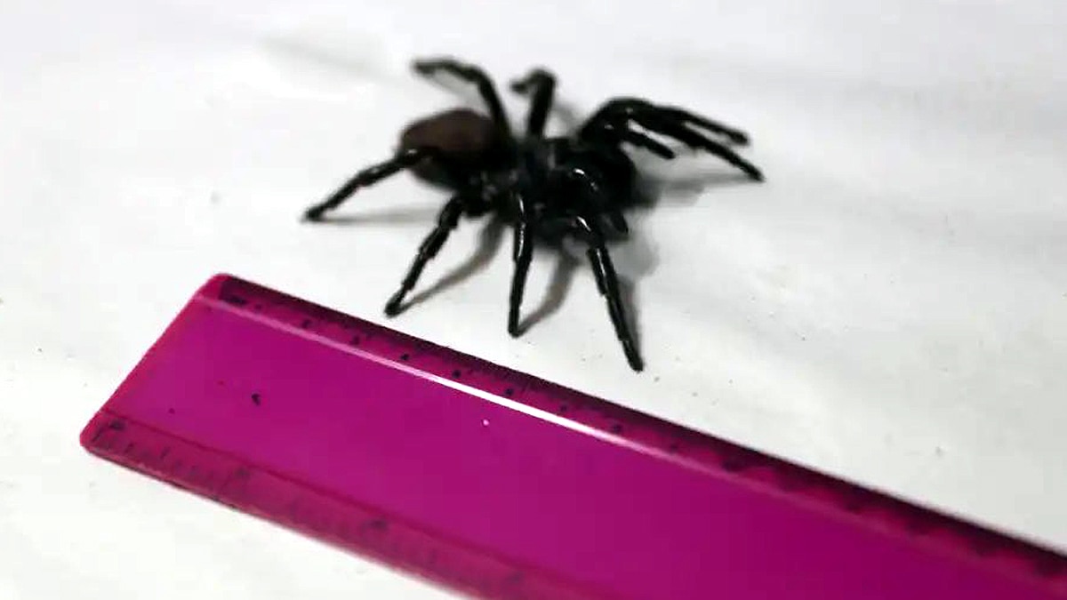 Funnel Web Spider