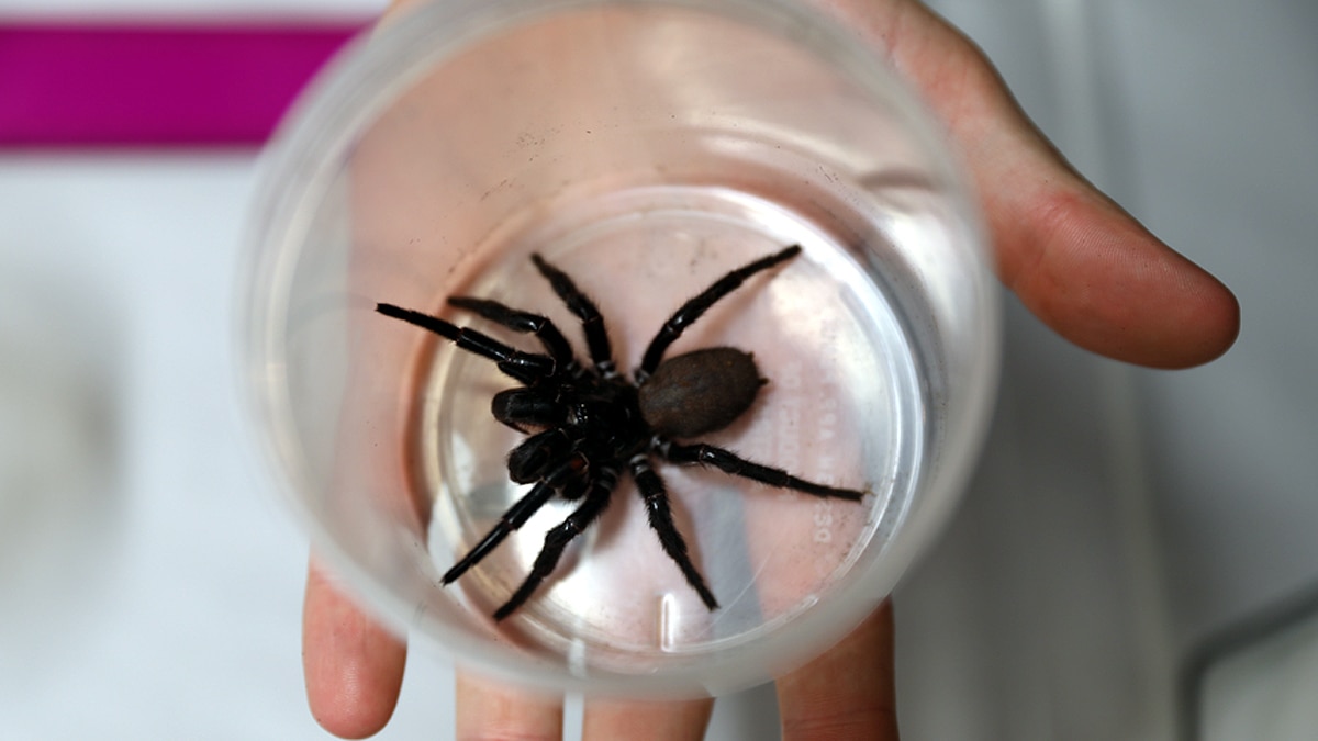 Megaspider Australia