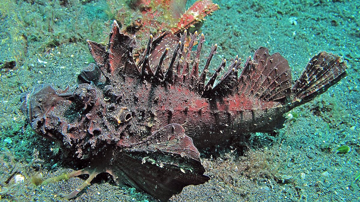 Rare Golden Demon Stinger 