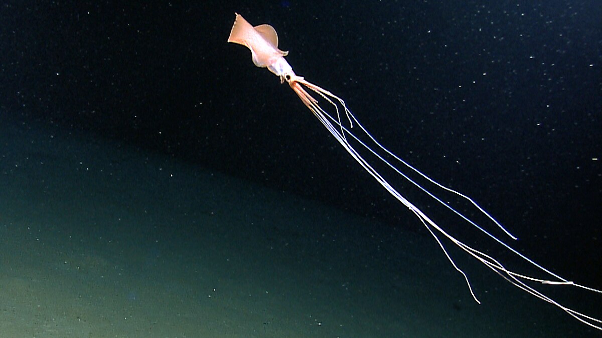 Alien Bigfin Squid NOAA