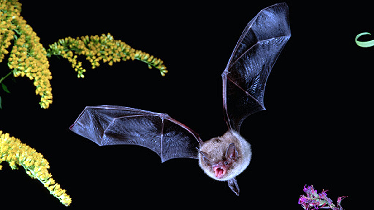 Bat got Bird of the Year Award