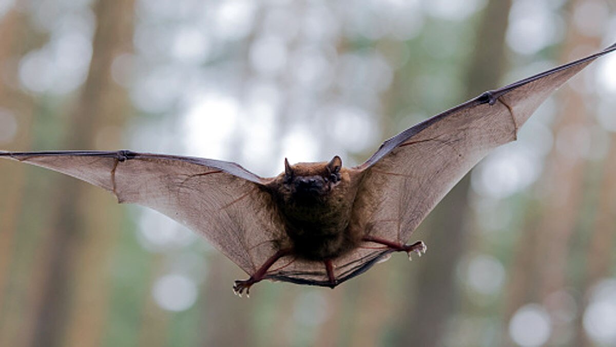 Bat got Bird of the Year Award