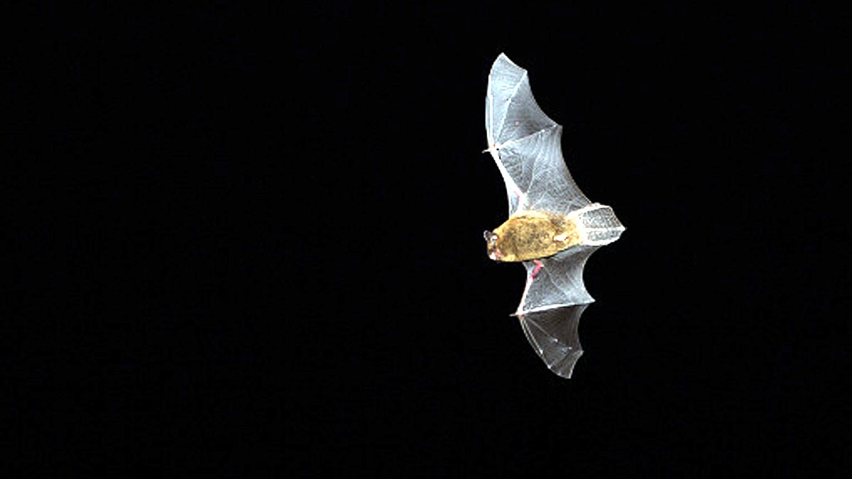 Bat got Bird of the Year Award
