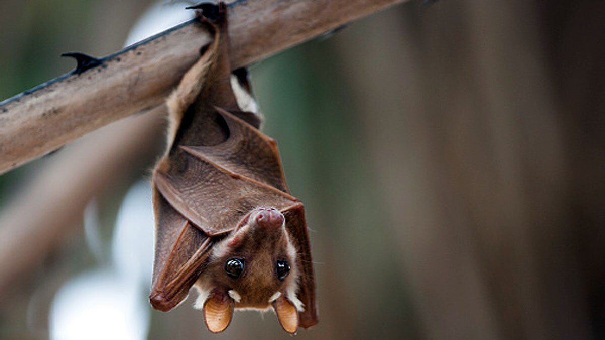 Bat got Bird of the Year Award