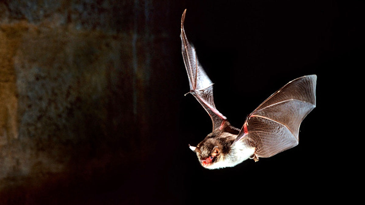 Bat got Bird of the Year Award