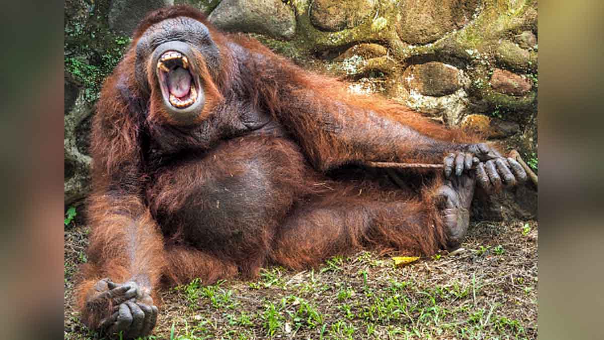 Bornean Orangutan eating slow loris