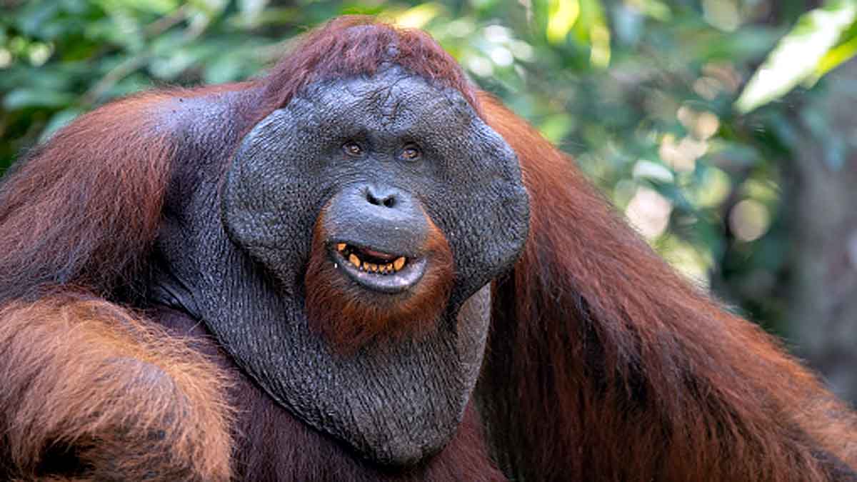 Bornean Orangutan eating slow loris