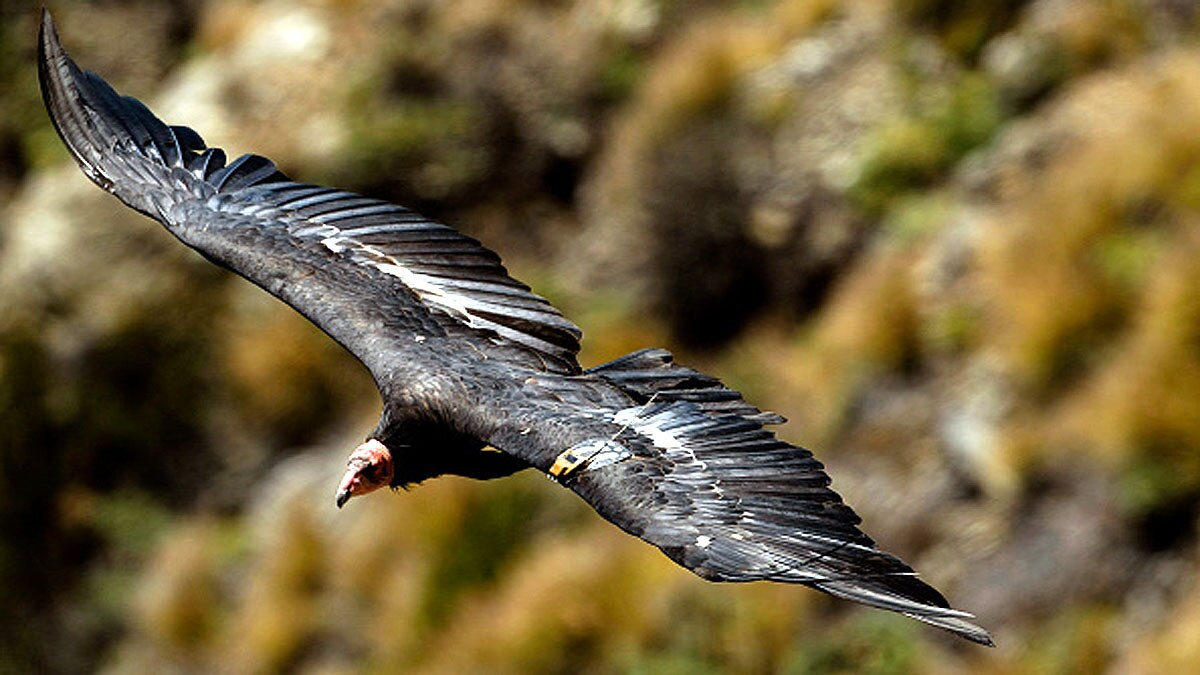 Virgin Birth Father Not Needed