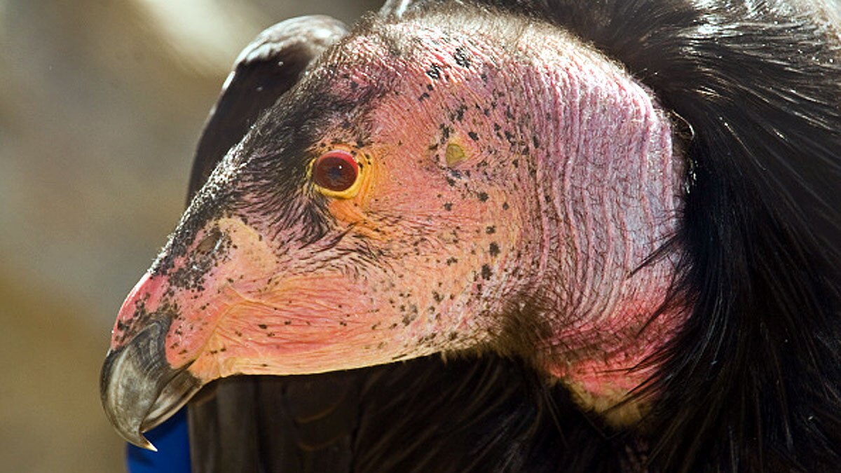 Virgin Birth Father Not Needed