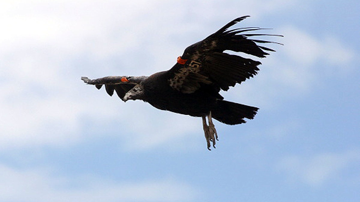 Virgin Birth Father Not Needed