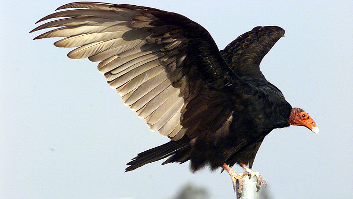 Virgin Birth Father Not Needed