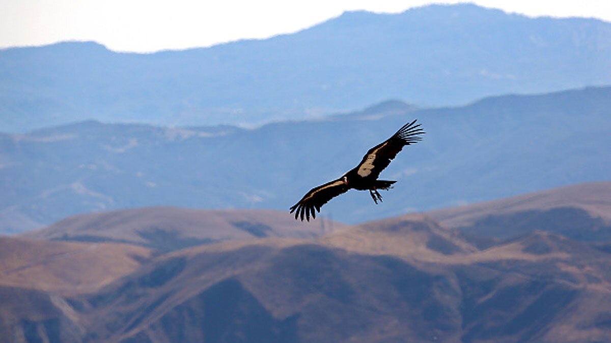 Virgin Birth Father Not Needed