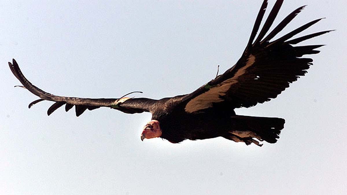 Virgin Birth Father Not Needed