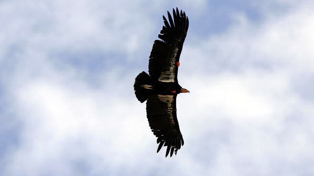 Virgin Birth Father Not Needed