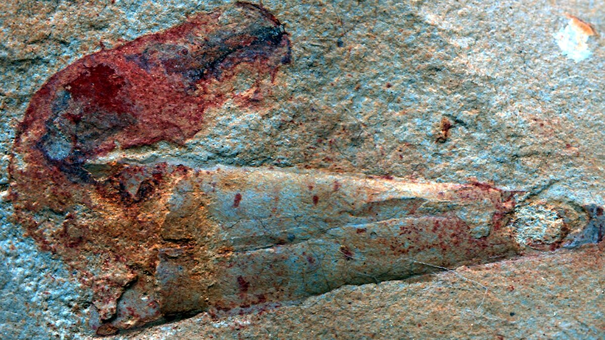 Penis Worms Ancient Seas