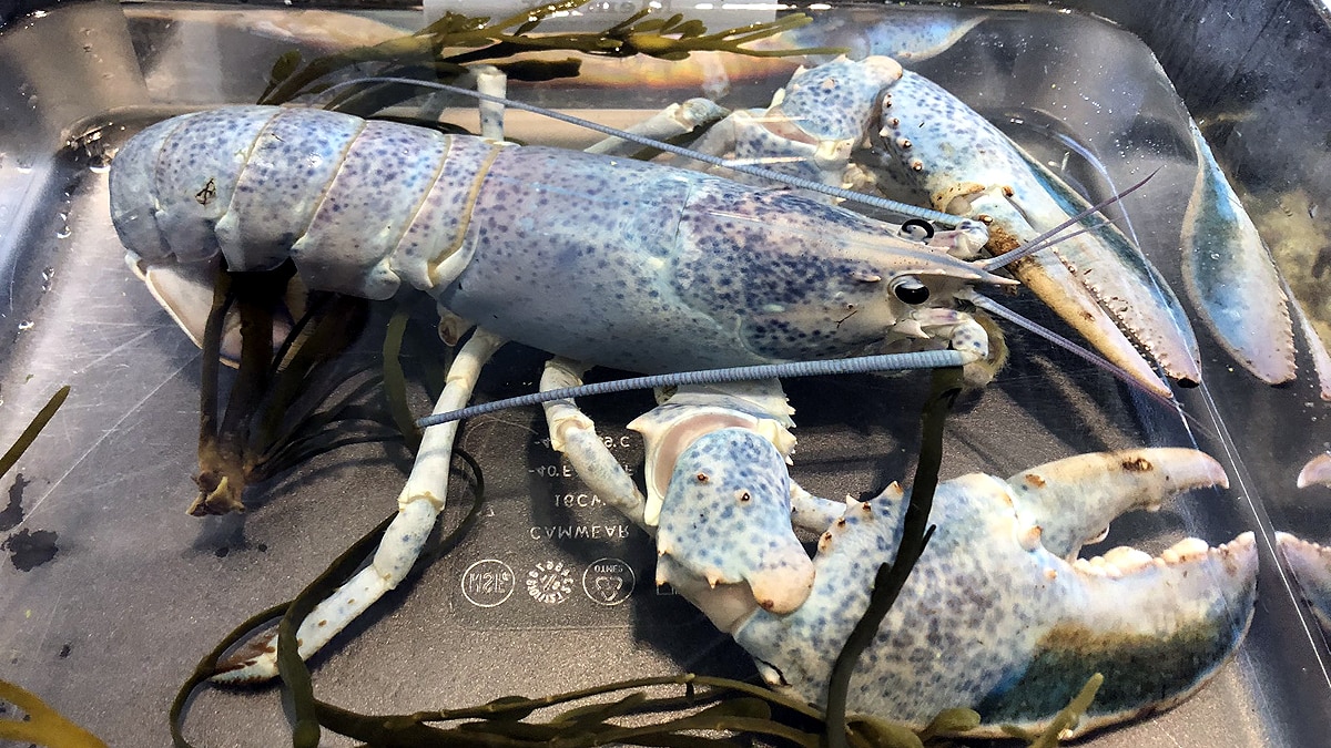 Rare Cotton Candy Lobster