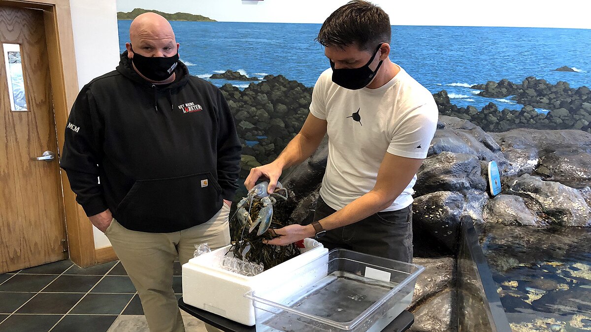 Rare Cotton Candy Lobster