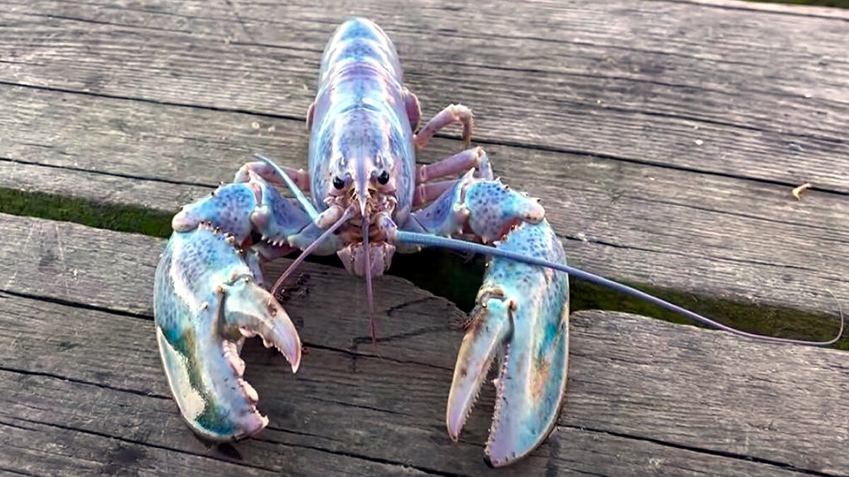 Rare Cotton Candy Lobster