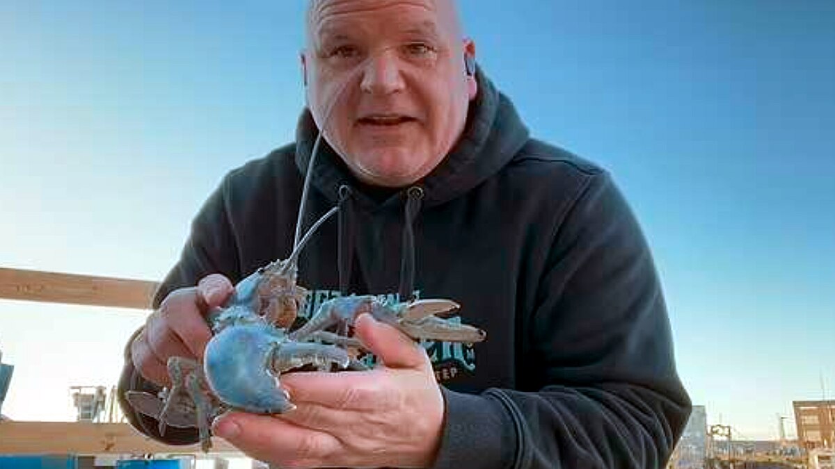 Rare Cotton Candy Lobster