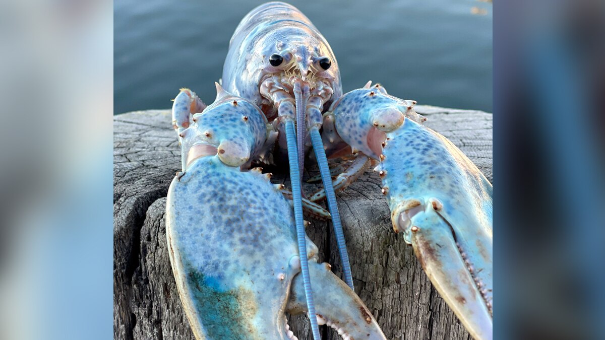 Rare Cotton Candy Lobster