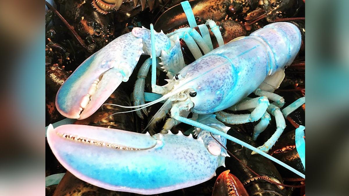 Rare Cotton Candy Lobster