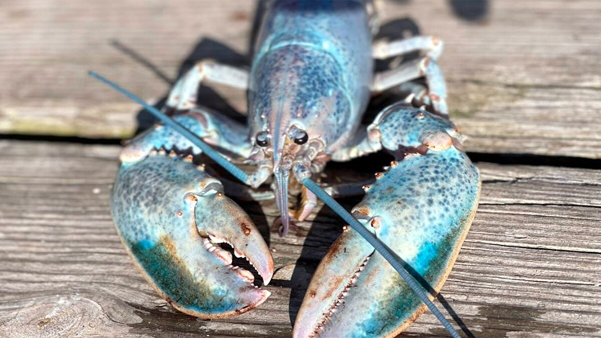 Rare Cotton Candy Lobster