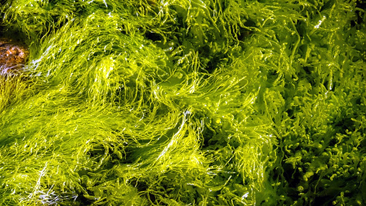 Covid Sea Algae Treatment