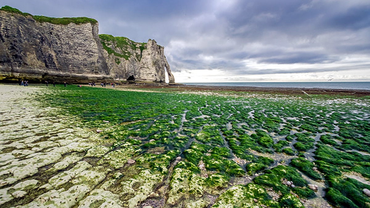 Covid Sea Algae Treatment