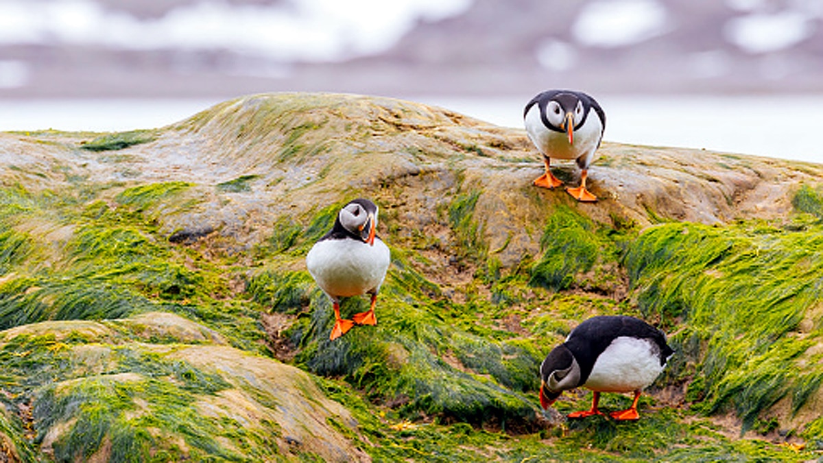 Covid Sea Algae Treatment