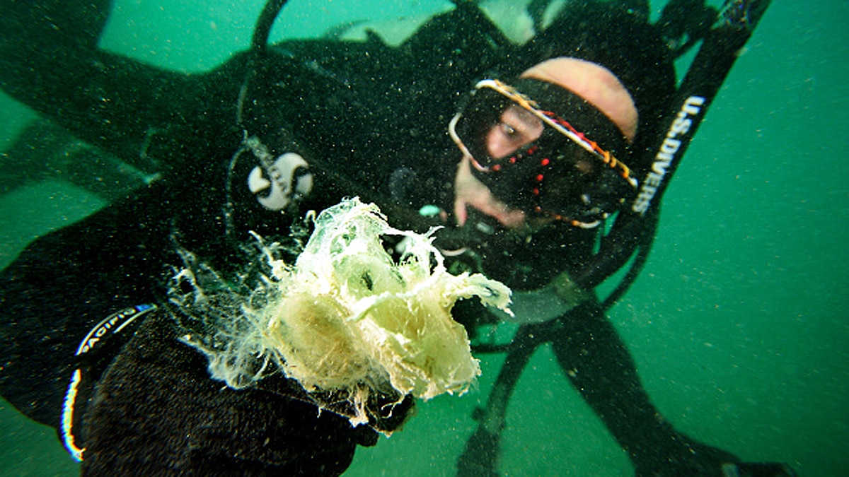 Covid Sea Algae Treatment