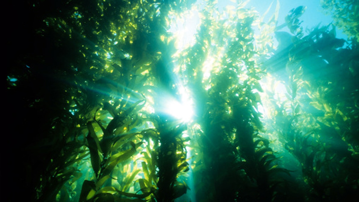 Covid Sea Algae Treatment