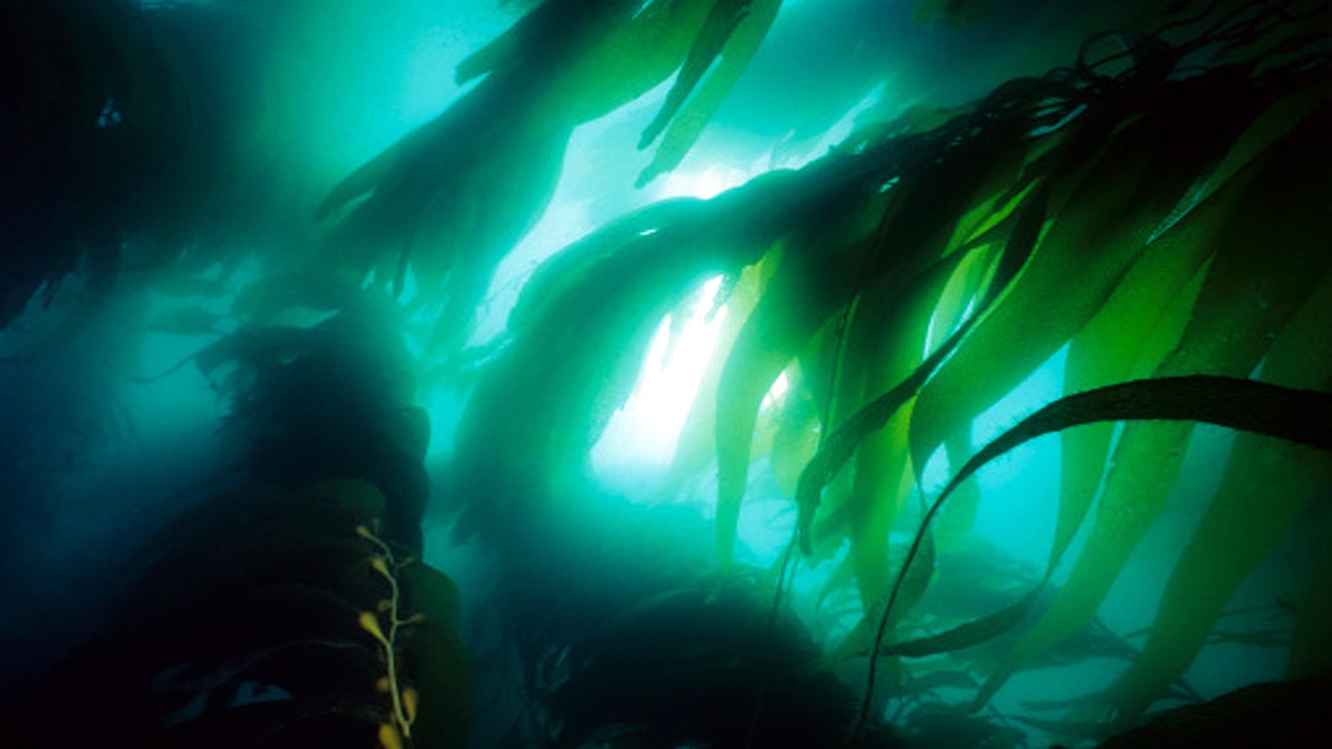 Covid Sea Algae Treatment