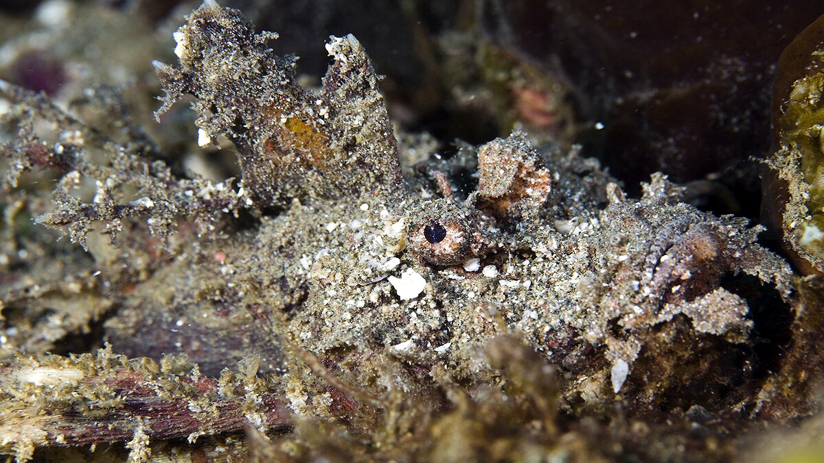 Rare Golden Demon Stinger 