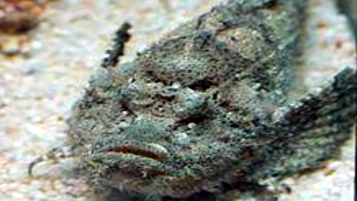 Rare Golden Demon Stinger 